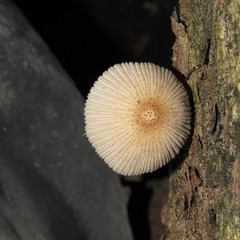 Agaricales