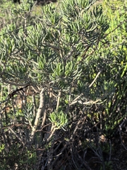 Curio corymbifer, photograph Di Turner, CC0, iNaturalist via GBIF