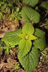 Lamium album