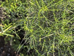 Curio corymbifer, photograph Di Turner, CC0, iNaturalist via GBIF