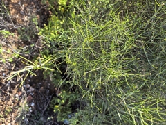 Curio corymbifer, photograph Di Turner, CC0, iNaturalist via GBIF