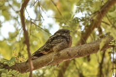Caprimulgus madagascariensis