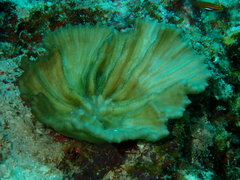 Pectinia paeonia