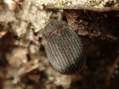 Maladera holosericea