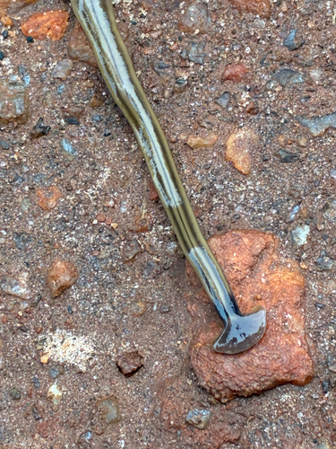 Shovel-headed Garden Worm