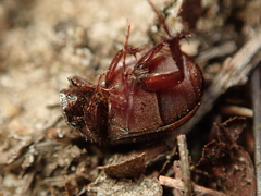 Maladera holosericea