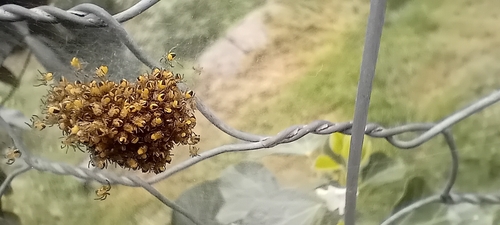 Cross Orbweaver