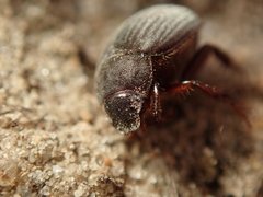 Maladera holosericea