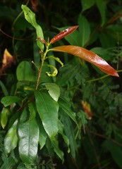 Ochna obtusata