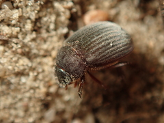 Maladera holosericea