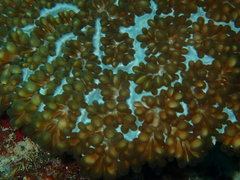 Physogyra lichtensteini