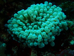 Euphyllia cristata