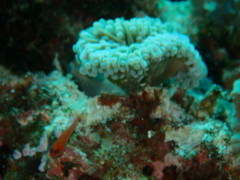 Euphyllia cristata