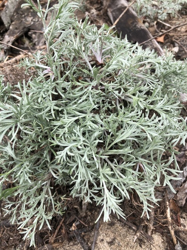 Dirvoninis kietis nuotrauka