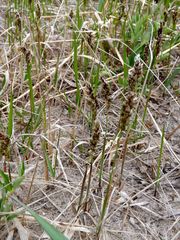 Anthoxanthum glabrum