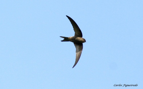Plain Swift, Porto, Portugal, photo 10 of 10