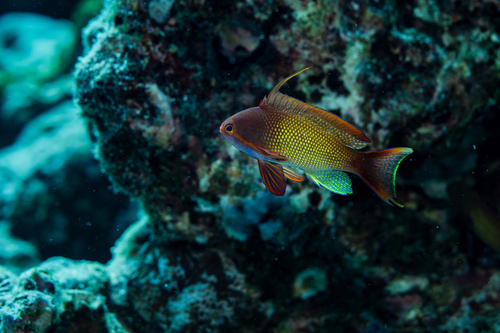 Pseudanthias squamipinnis