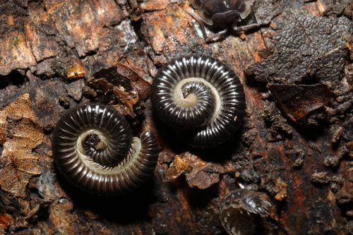 White-legged Snake Millipede photo 3