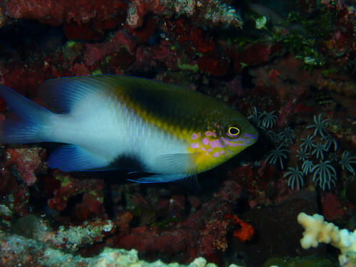 Blackvent damsel (Dischistodus melanotus) — Pomacentridae