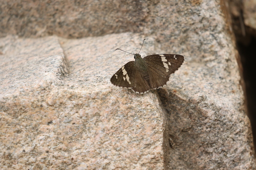 Lobocla bifasciata