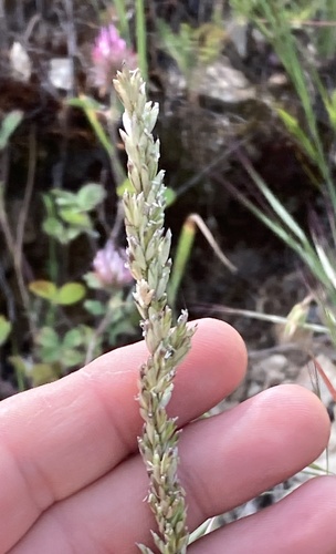 Melica californica