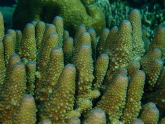 Acropora humilis