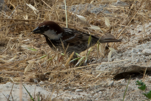 Gorrión moruno (Passer hispaniolensis)