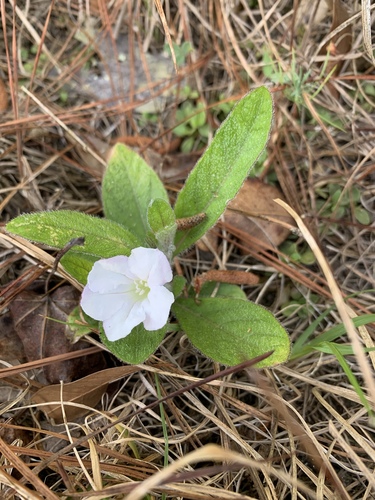 Ruellia caroliniensis image