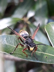 Polistes cinerascens