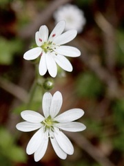 Stellaria cupaniana