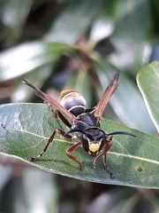 Polistes cinerascens