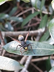 Polistes cinerascens