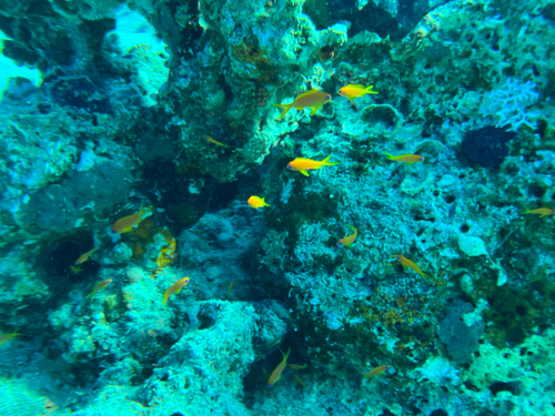 Pseudanthias squamipinnis