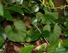 Nervilia concolor