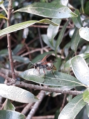 Polistes cinerascens