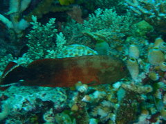 Cephalopholis urodeta