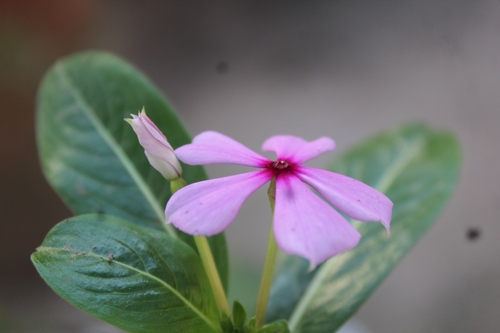 Madagascar Periwinkle