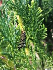 Panorpa meridionalis