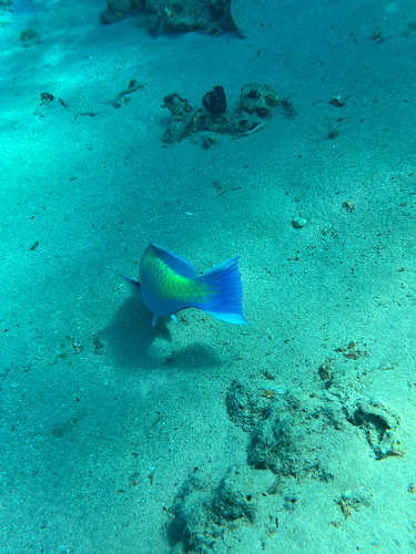 Scarus ferrugineus