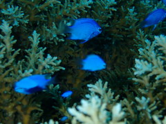 Chrysiptera springeri