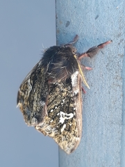 Dirphiopsis epiolina