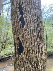 Biscogniauxia atropunctata