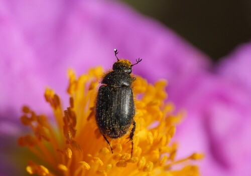 Paratriodonta romana