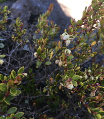 Gaultheria poeppigii
