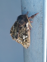 Dirphiopsis epiolina