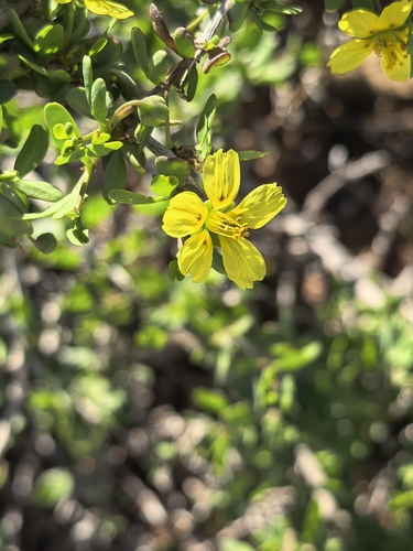 Roepera foetida, photograph 2