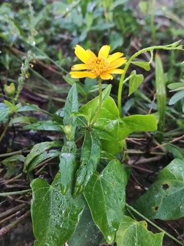 Melampodium divaricatum