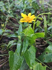 Melampodium divaricatum