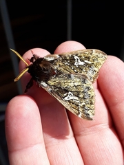 Dirphiopsis epiolina