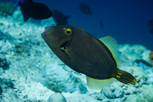 Cantherhines dumerilii